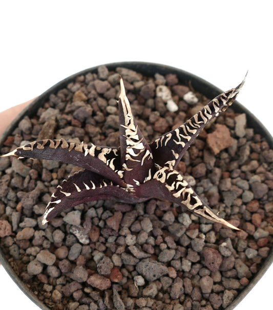 アガベ・タイタノータ cv ダークナイト 多肉植物 | 黒紫色の葉とクリーム色の波打つ縁取りが特徴の岩地用植物