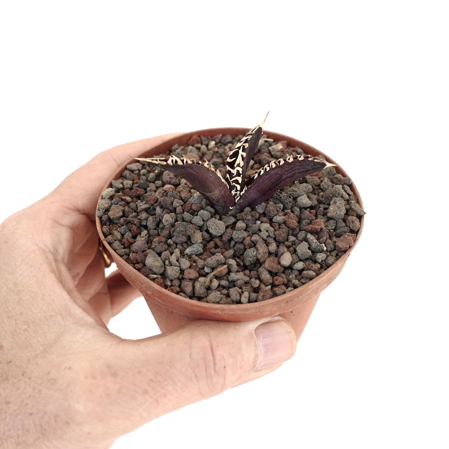 Agave titanota cv DARK KNIGHT succulent with dark purple leaves and white spines in small pot