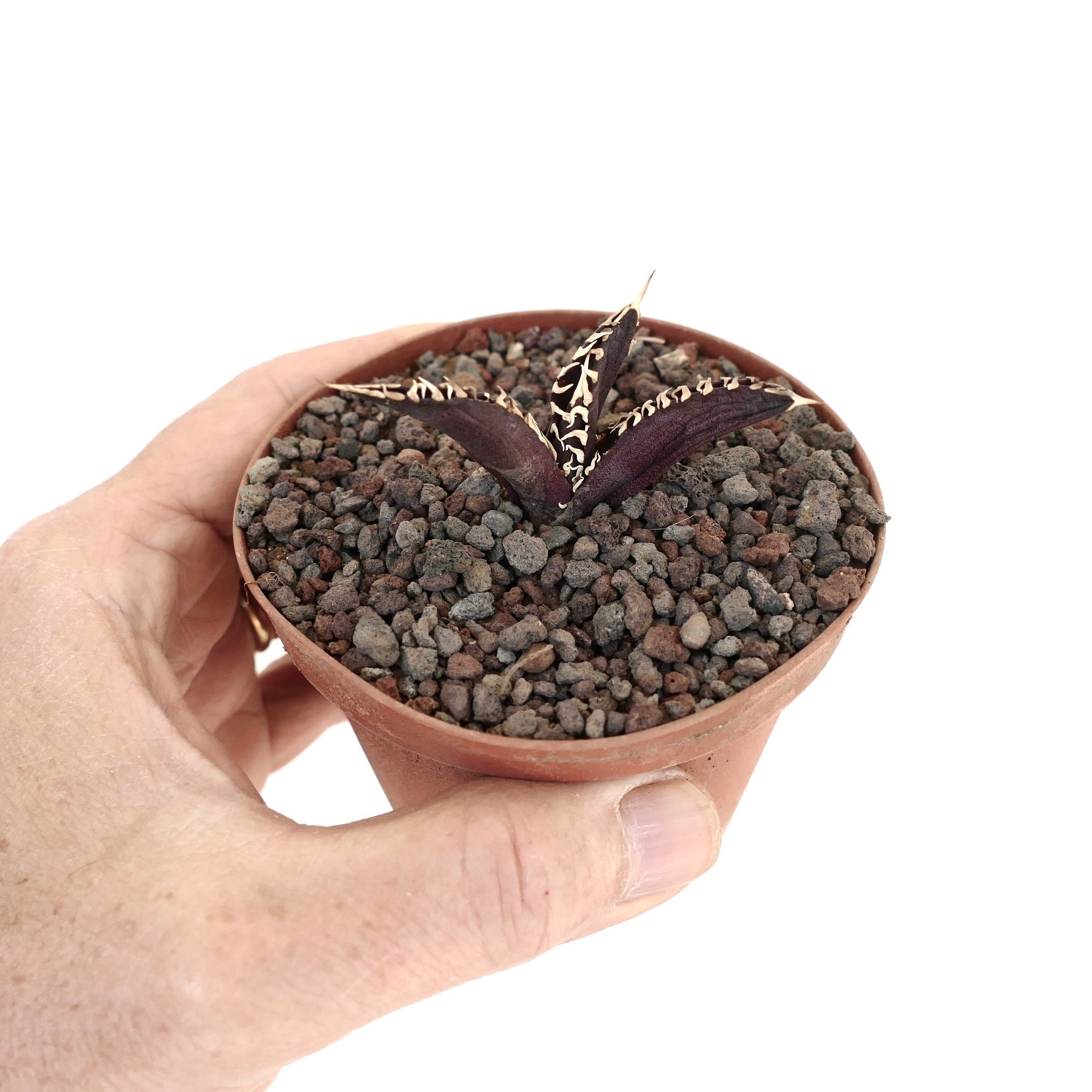 Agave titanota cv DARK KNIGHT succulent with dark purple leaves and white spines in small pot