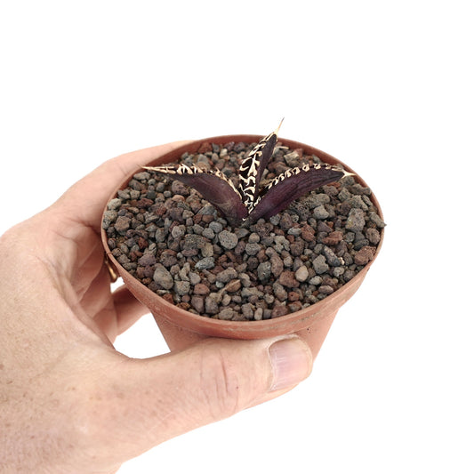 Agave titanota cv DARK KNIGHT succulent with dark purple leaves and white spines in small pot