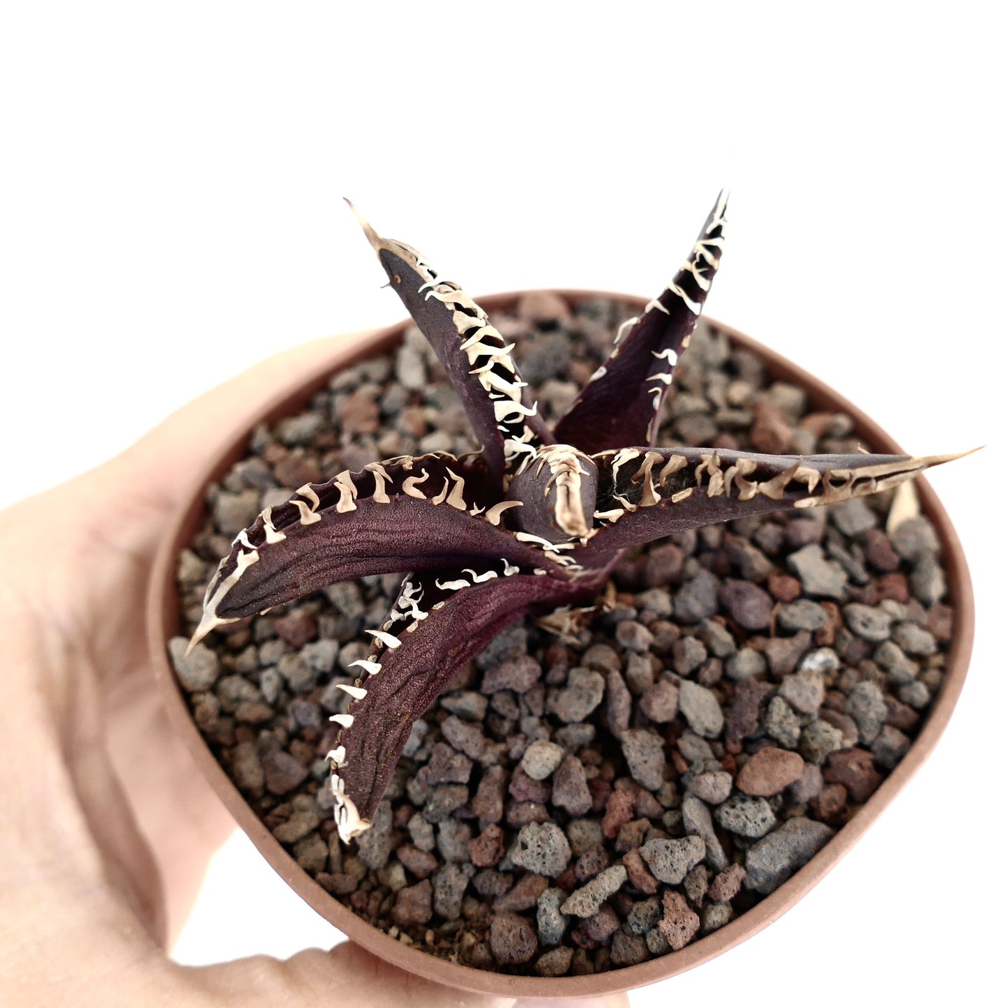 Agave titanota succulent with dark purple leaves and prominent white spines in pot