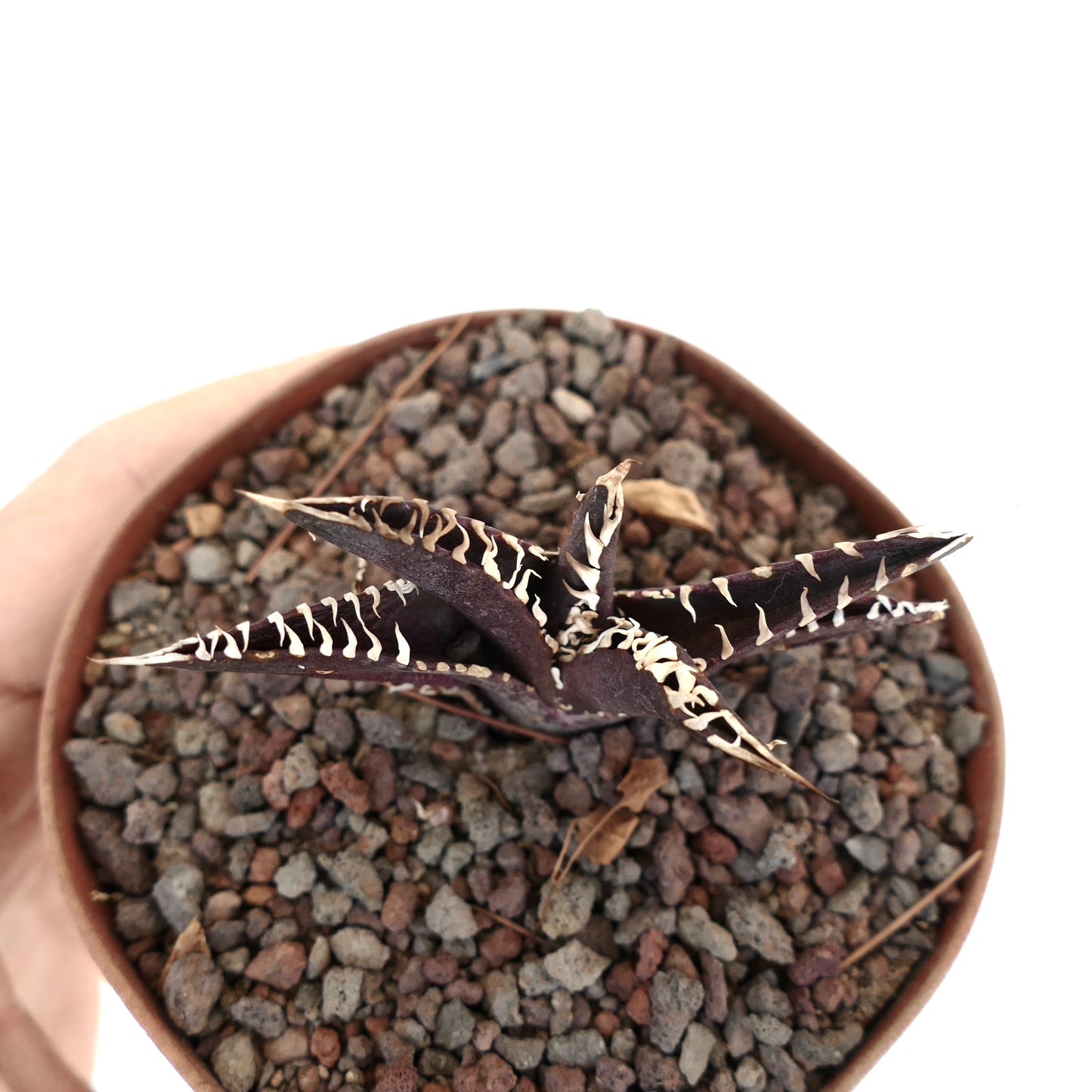 Agave titanota cv DARK KNIGHT succulent with dark purple leaves and prominent white spines