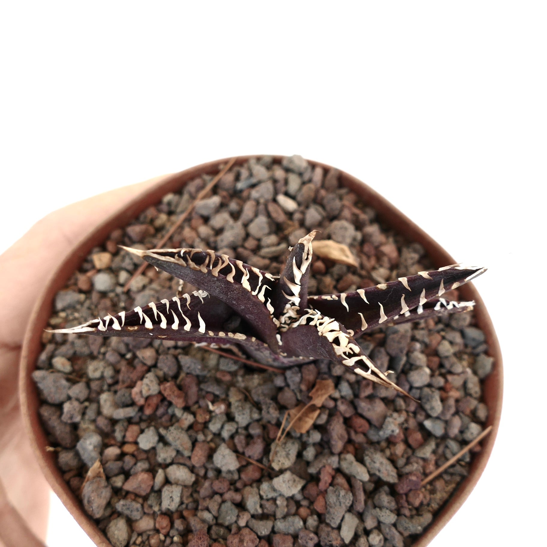 Agave titanota cv DARK KNIGHT succulent with dark purple leaves and prominent white spines