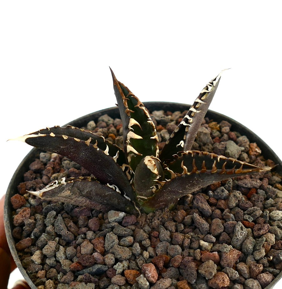 Agave titanota cv DARK KNIGHT succulent with dark purple leaves and prominent white spines