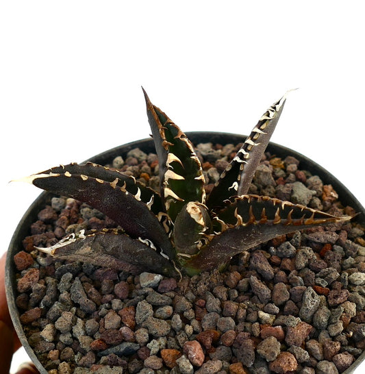 Agave titanota cv DARK KNIGHT succulent with dark purple leaves and prominent white spines