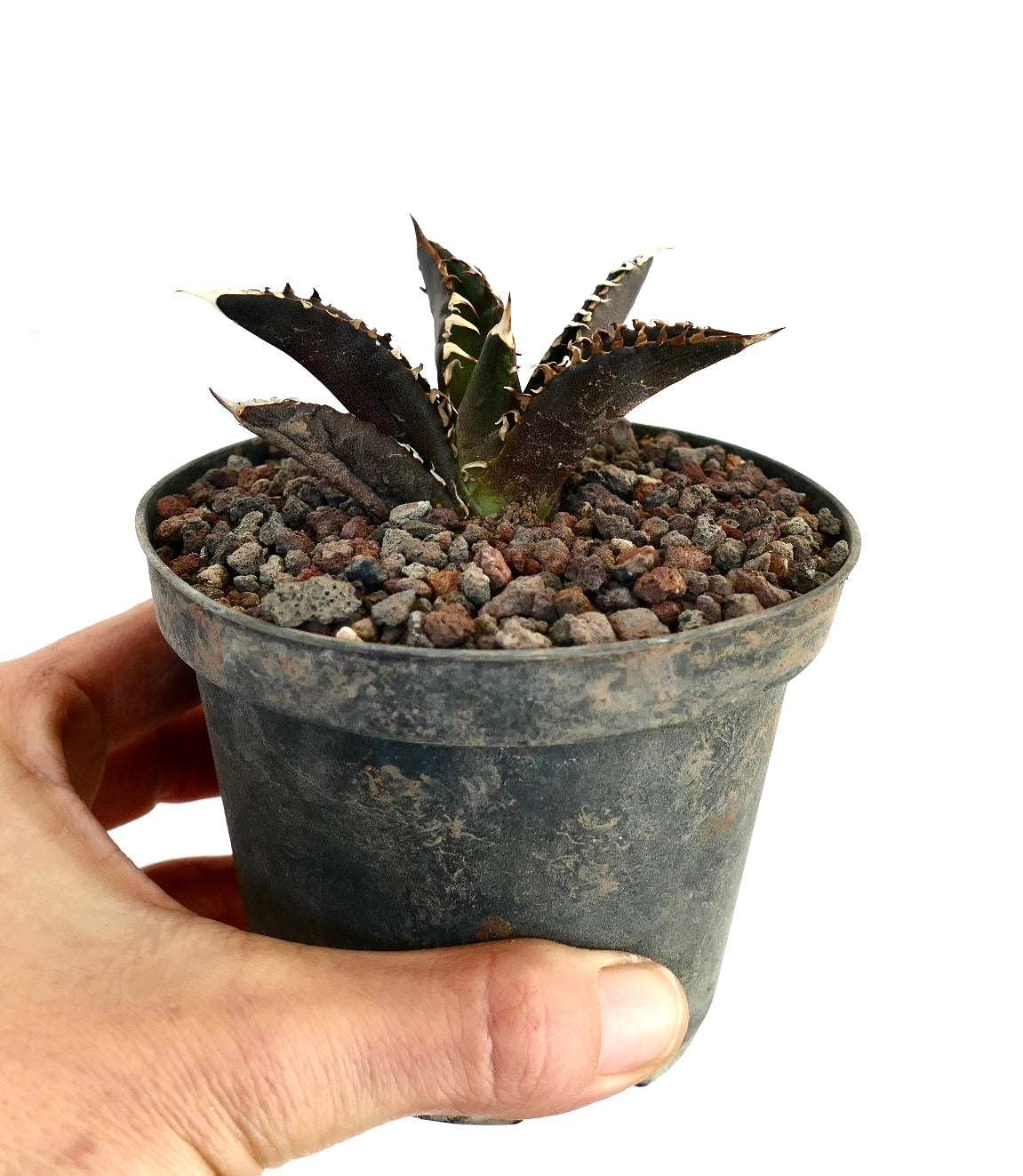 Agave titanota cv DARK KNIGHT succulent with dark spiny leaves in small black pot held by hand