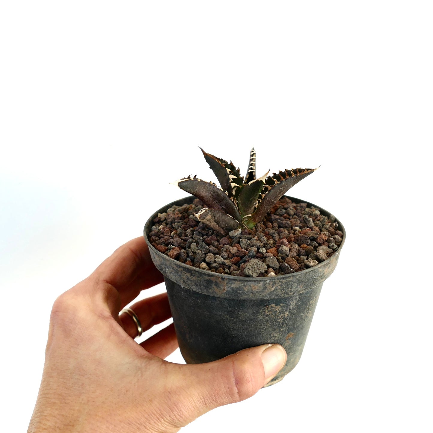 Agave titanota cv DARK KNIGHT small dark succulent with spiky white-edged leaves in pot