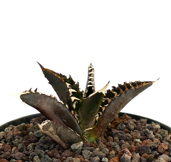 Agave titanota cv DARK KNIGHT succulent with dark spiny leaves and white margins in pot