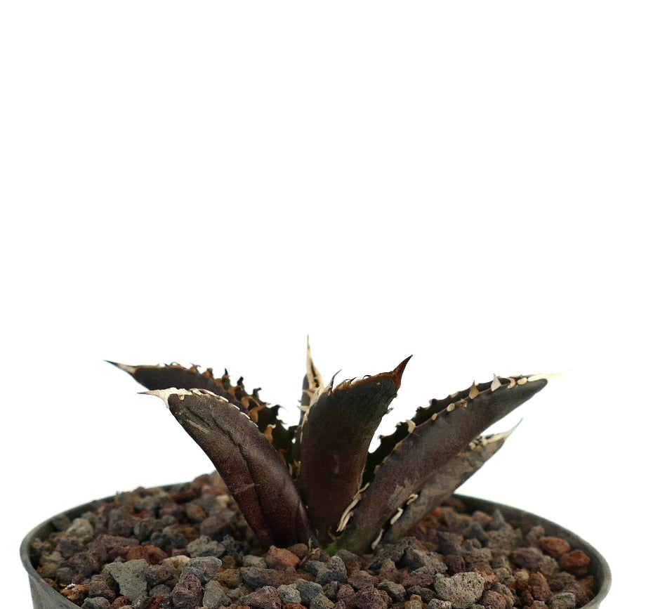 Agave titanota cv DARK KNIGHT succulent with dark spiny leaves and textured surface in pot