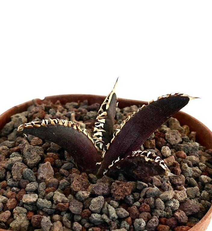 Agave titanota cv DARK KNIGHT dark succulent with thick leaves and white spines in rocky soil