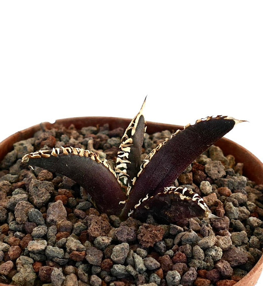 Agave titanota cv DARK KNIGHT dark succulent with thick leaves and white spines in rocky soil