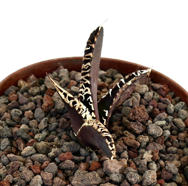 Agave titanota cv DARK KNIGHT rare succulent with dark purple leaves and white spines in rocky soil