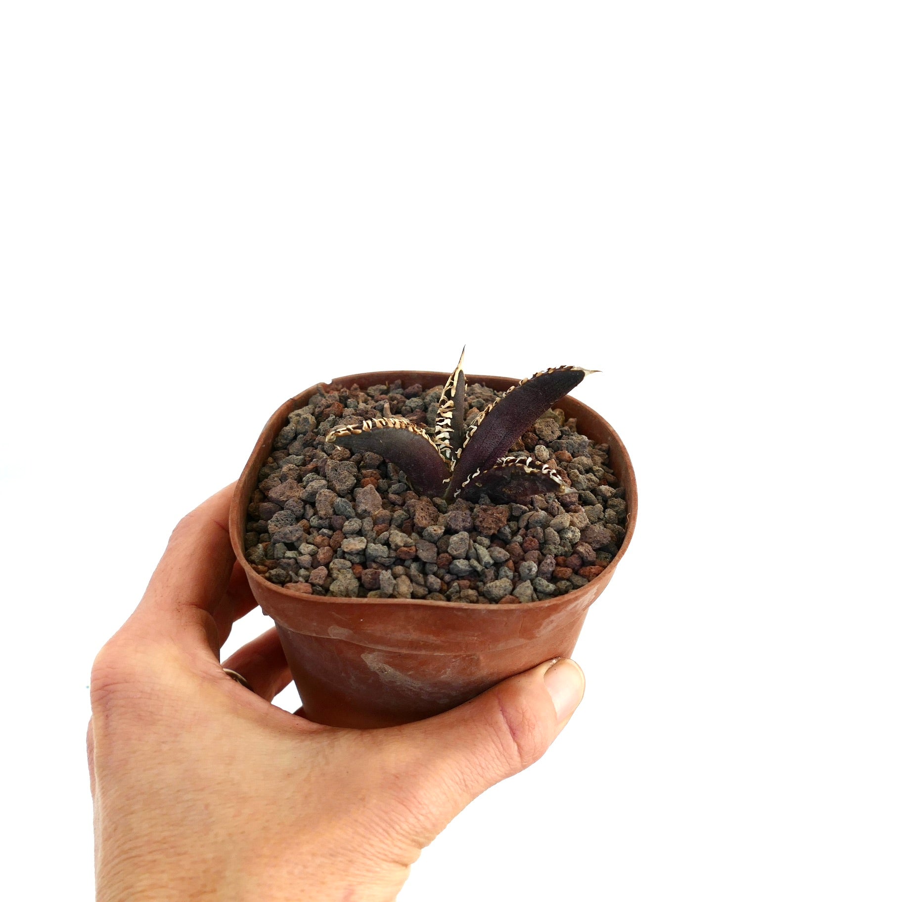 Agave titanota cv DARK KNIGHT small dark purple succulent with white spines in terracotta pot