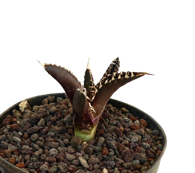 アガベ・タイタノタ DARK KNIGHT | Botanical Archive | スーパー