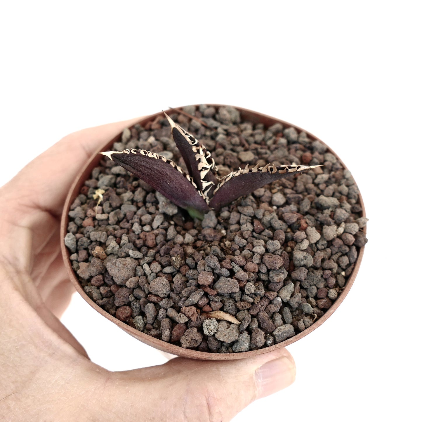 Agave titanota cv DARK KNIGHT small succulent with dark purple leaves and white spines