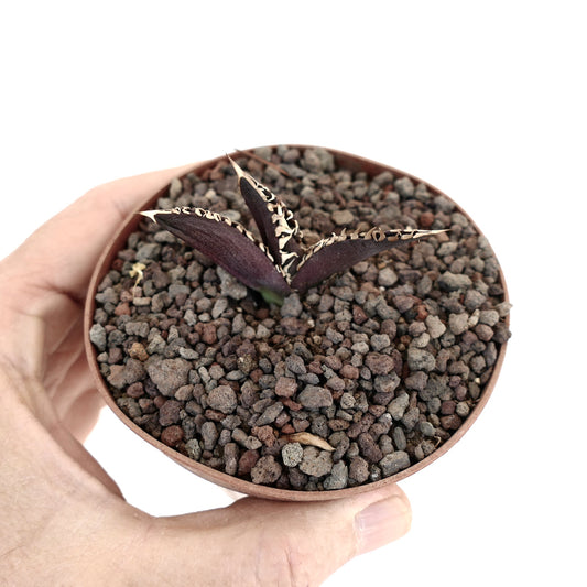 Agave titanota cv DARK KNIGHT small succulent with dark purple leaves and white spines