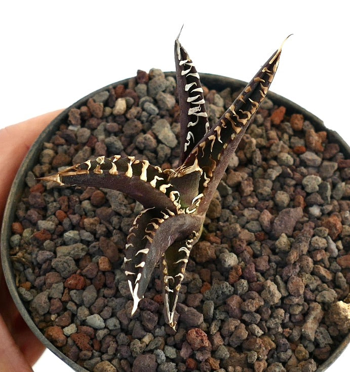 アガベ ナゾノタ アガベ・タイタノタ DARK KNIGHT | Botanical Archive | スーパー