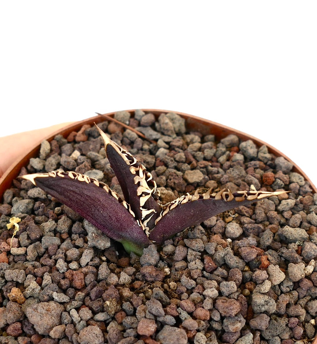 Agave titanota cv DARK KNIGHT succulent with dark purple leaves and prominent white spines in rocky soil
