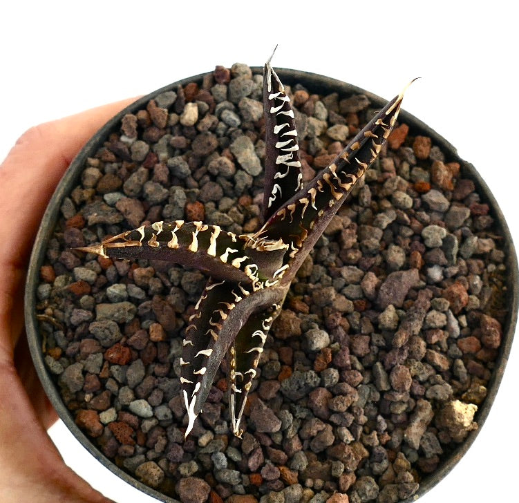 Agave titanota cv DARK KNIGHT succulent with dark purple leaves and white spines in pot