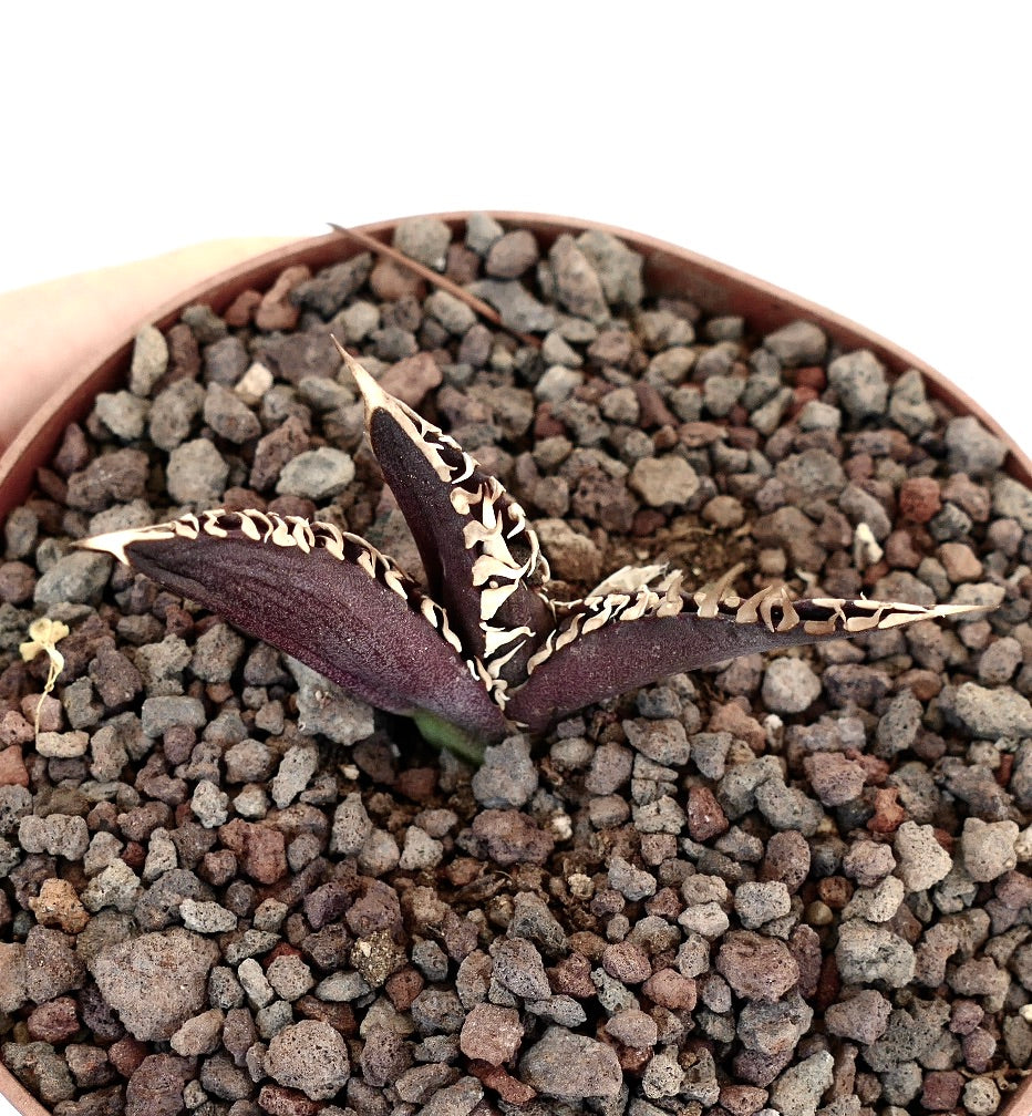 Agave titanota cv DARK KNIGHT succulent with dark purple leaves and contrasting white spines in rocky soil