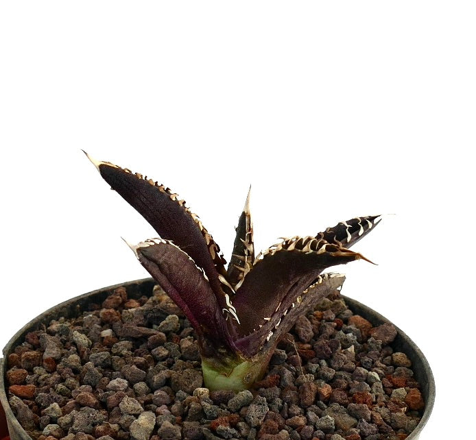 Agave titanota cv DARK KNIGHT succulent with dark purple leaves and prominent white spines in pot