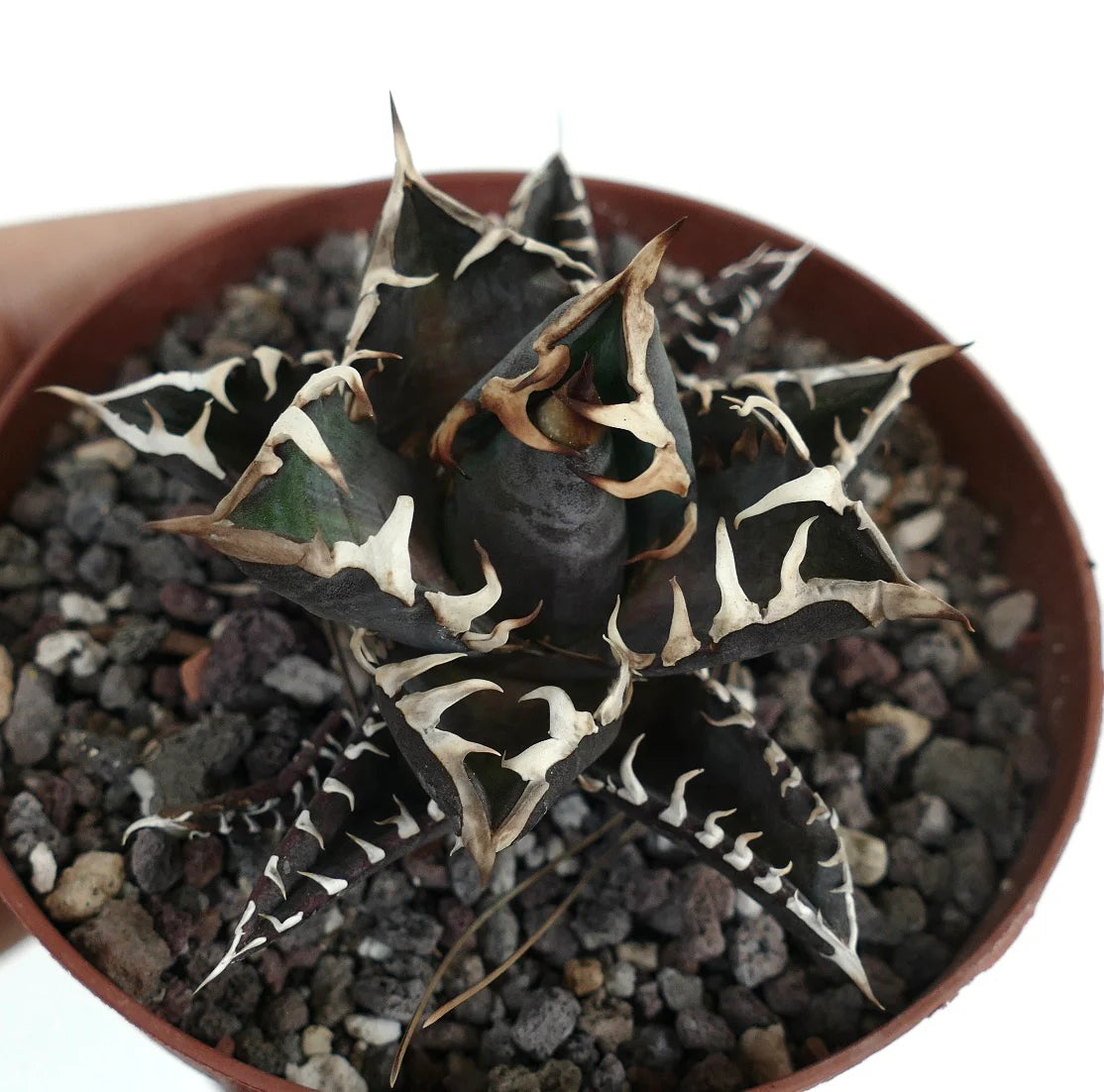 Agave titanota cultivar DARK KNIGHT USA CLONE JFK2 rare dark succulent with white spines in pot