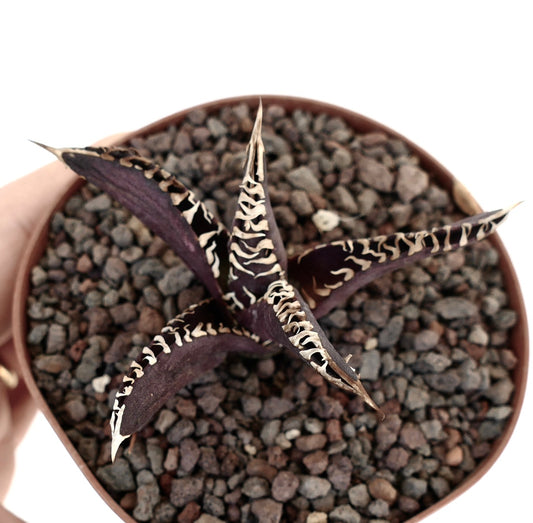 アガベ・タイタノータ cv ダークナイト 多肉植物 ダークパープルの葉と白いトゲ付きの鉢植え