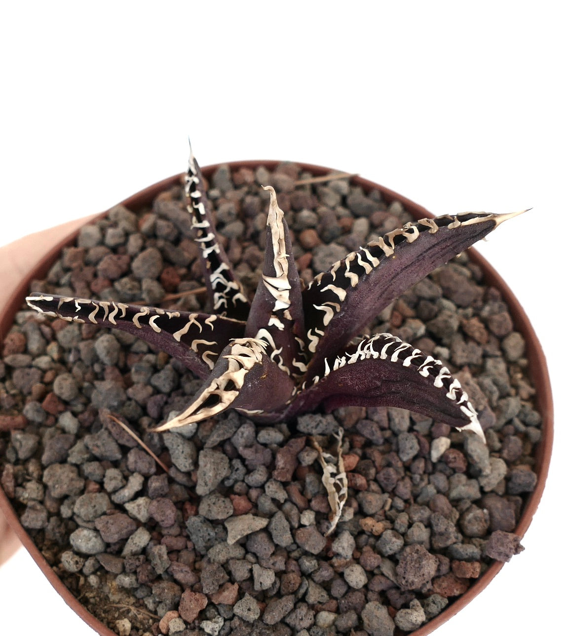 アガベ・タイタノタ cv ダークナイト 多肉植物 ダークパープルの葉と白い波状の縁取り付き 鉢植え