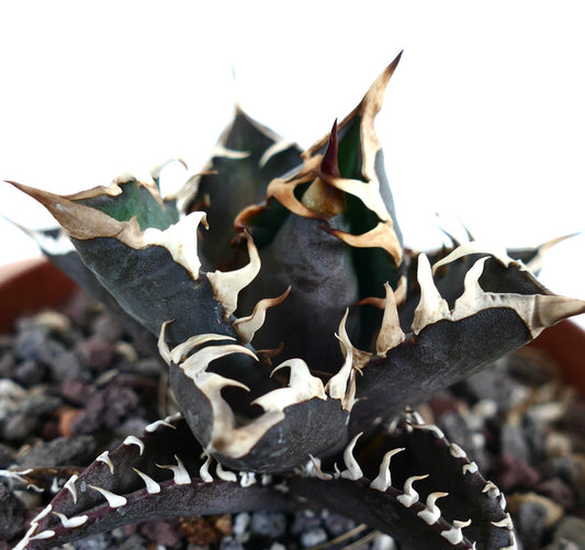 Agave titanota cv DARK KNIGHT (dark body & white spines)