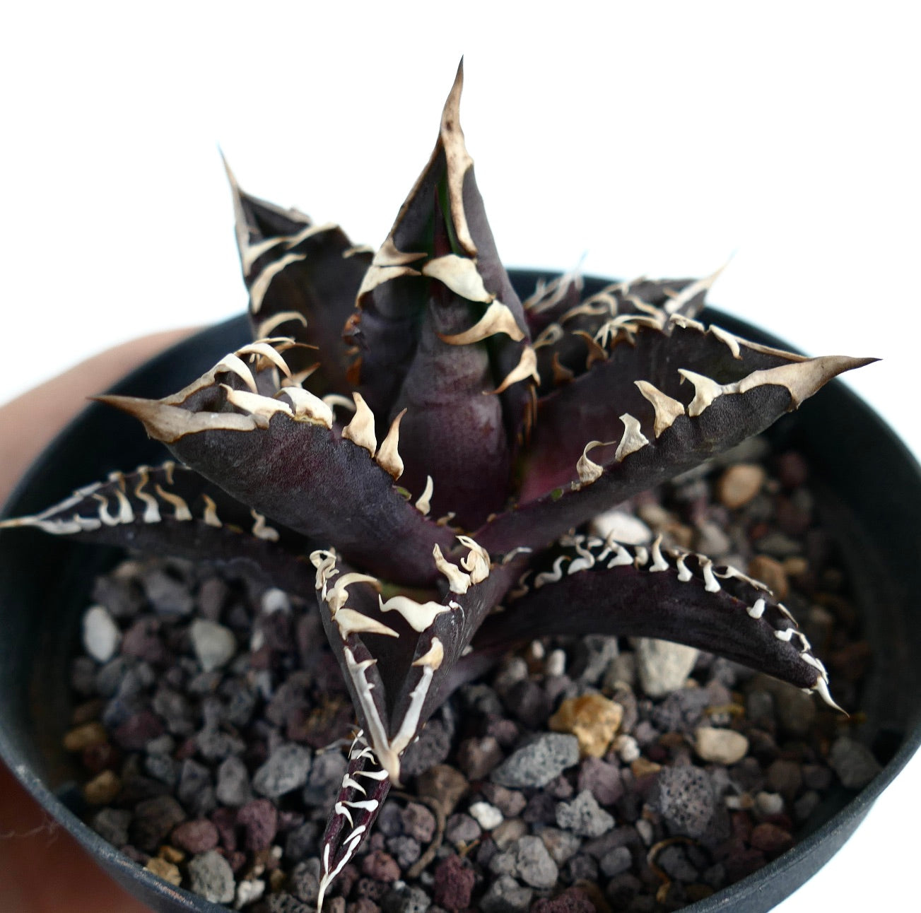 Agave titanota cv DARK KNIGHT (dark body & white spines)