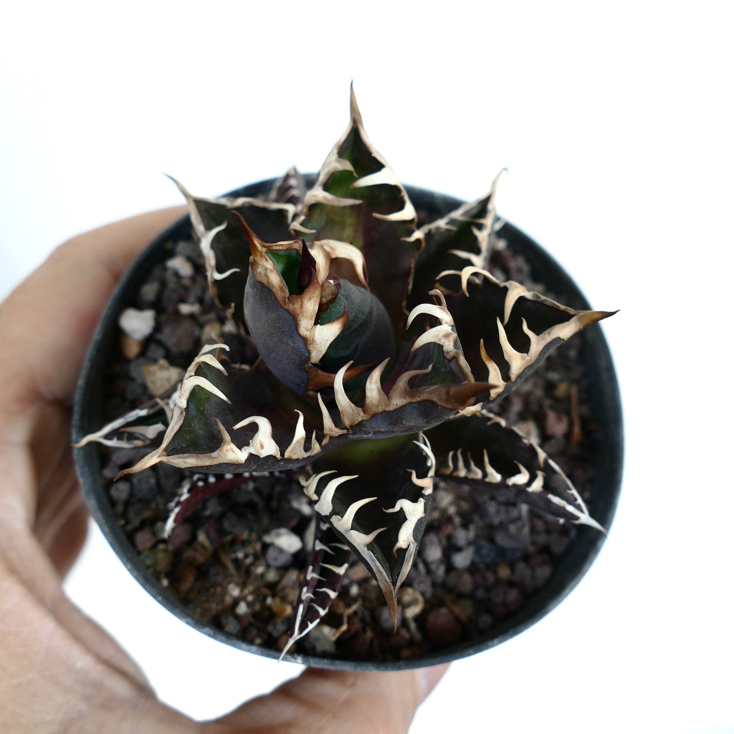 Agave titanota cv DARK KNIGHT (dark body & white spines)