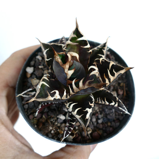 Agave titanota cv DARK KNIGHT succulent with dark leaves and prominent white spines in small pot