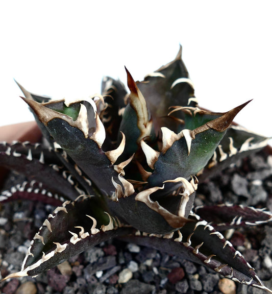 Agave titanota cv DARK KNIGHT (dark body & white spines)