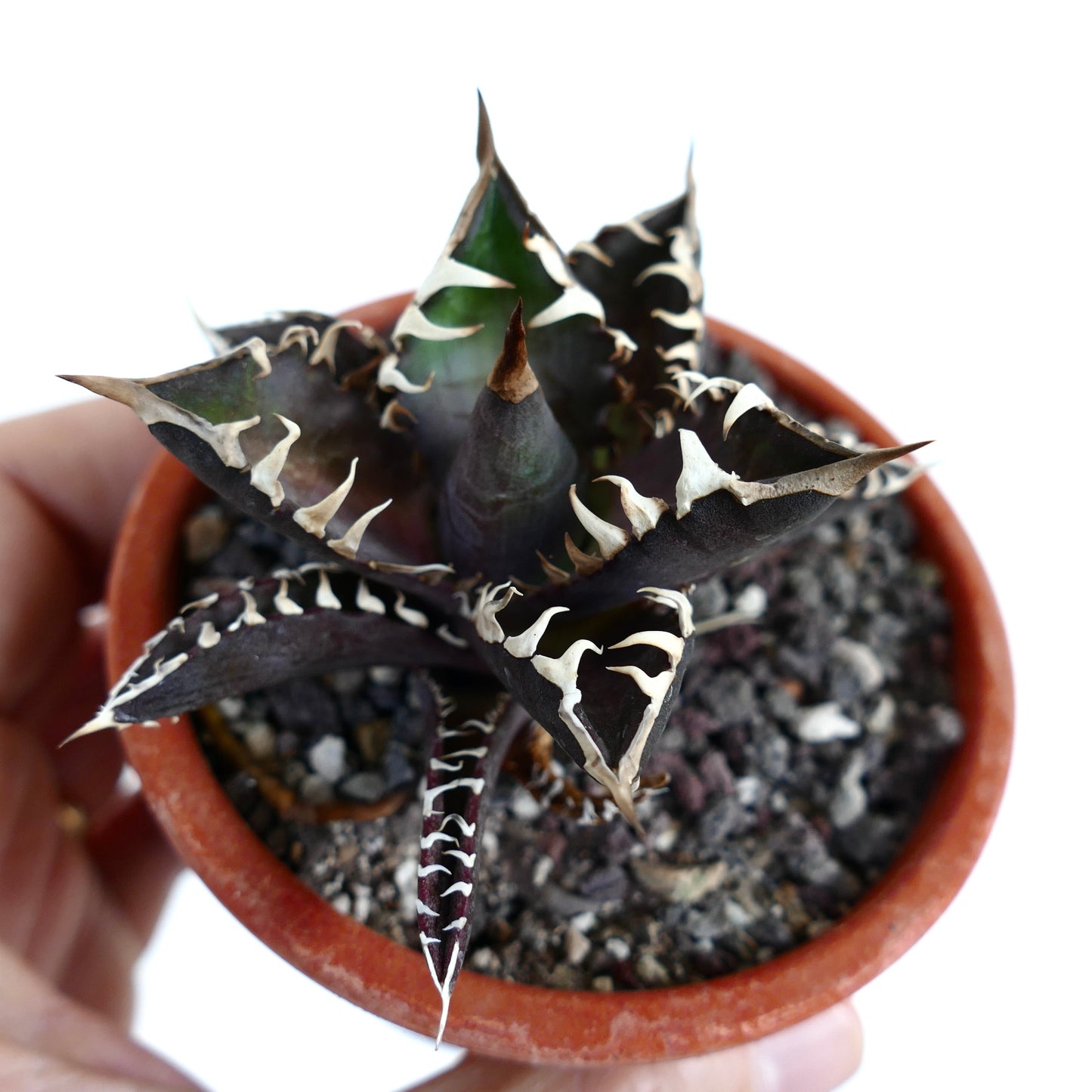 Agave titanota cv DARK KNIGHT (dark body & white spines)