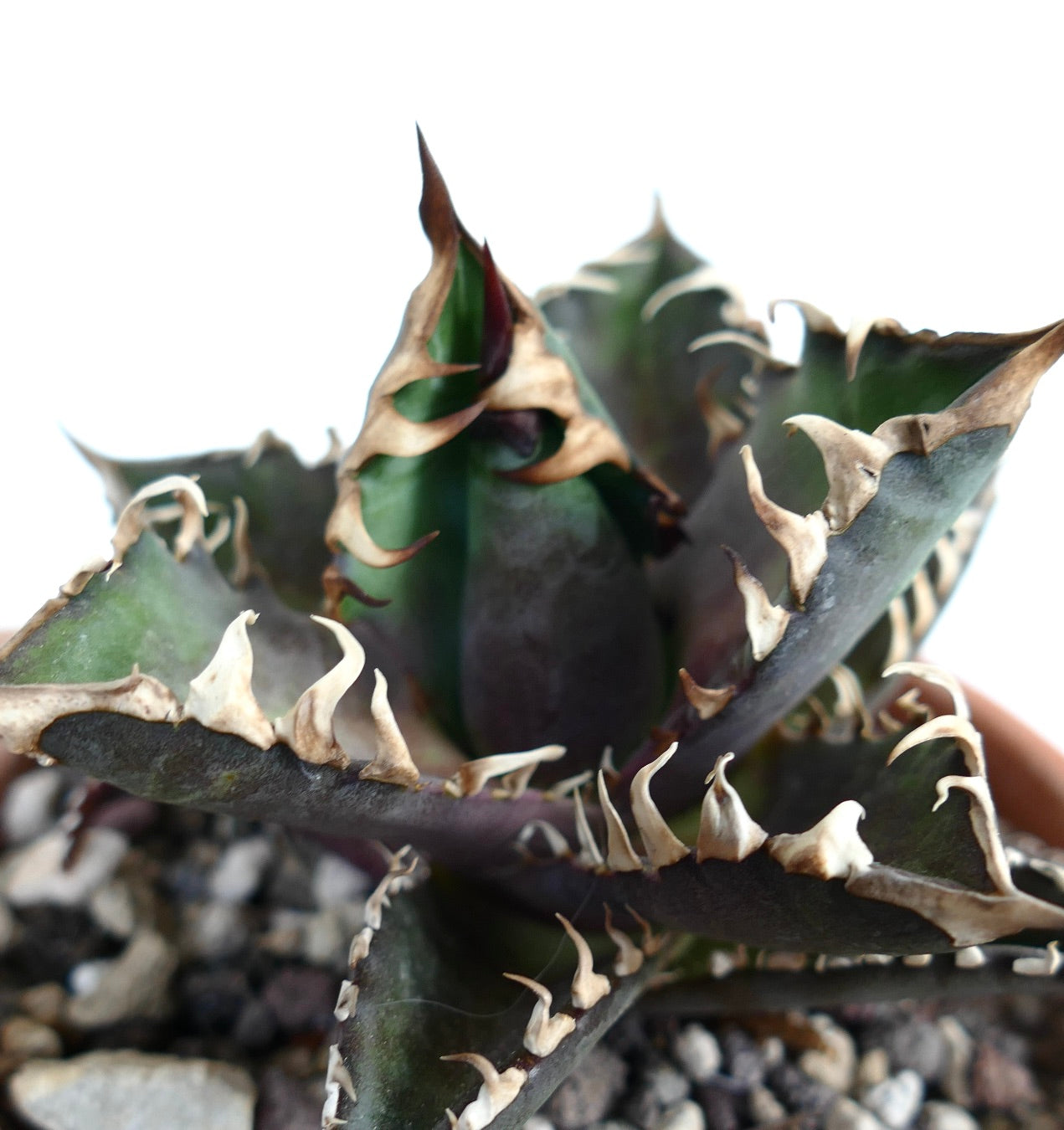 Agave titanota cv DARK KNIGHT (dark body & white spines)