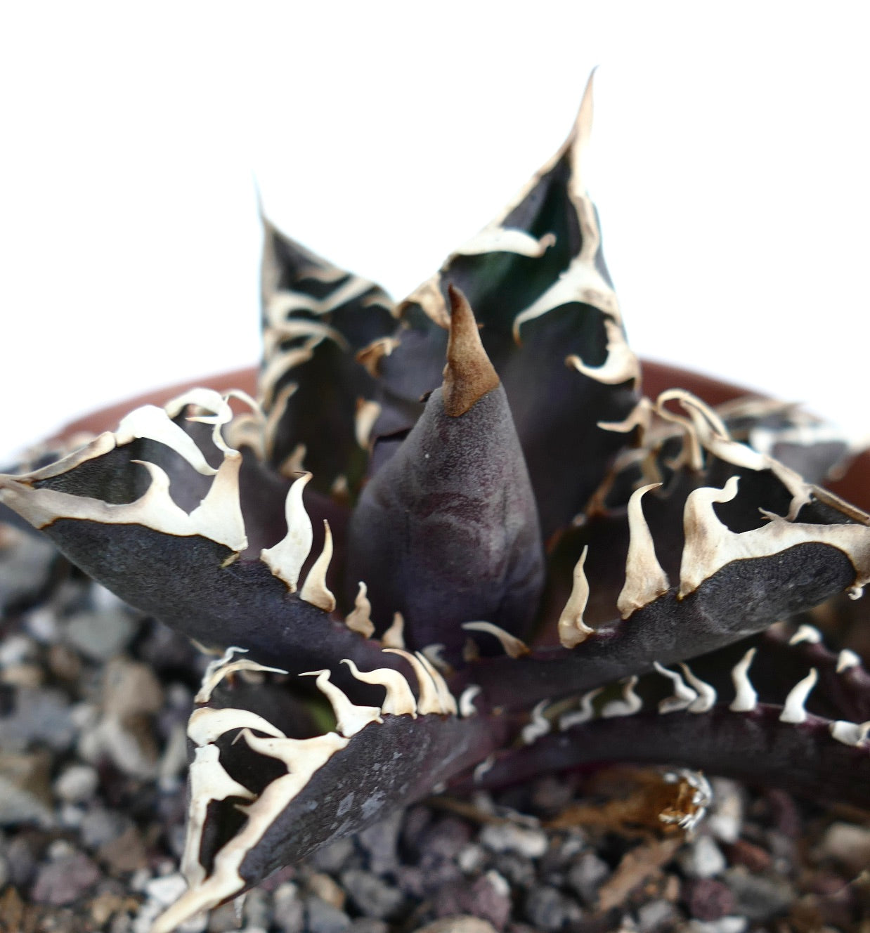 Agave titanota cv DARK KNIGHT (dark body & white spines)