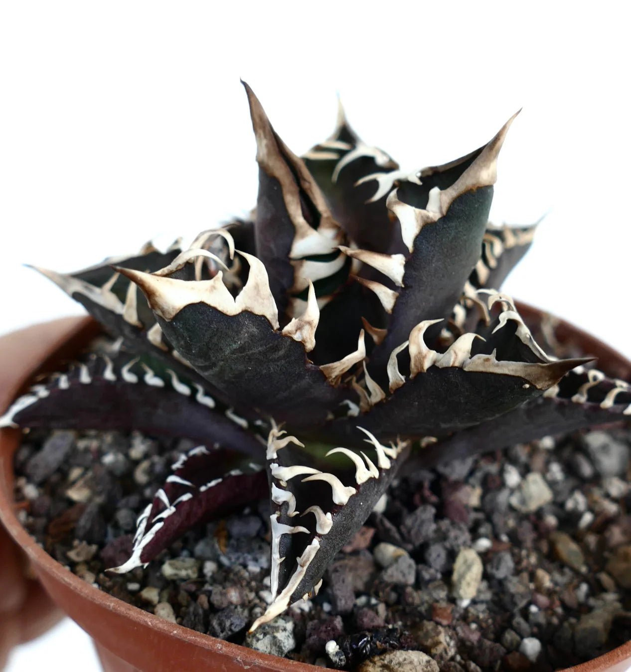 Agave titanota cultivar 'DARK KNIGHT' rare dark succulent with white spines and textured leaves