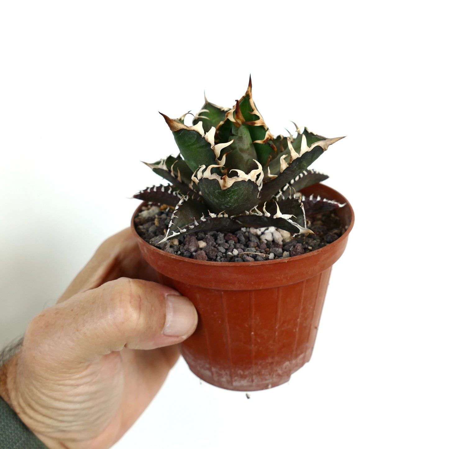 Agave titanota cv DARK KNIGHT (dark body & white spines)