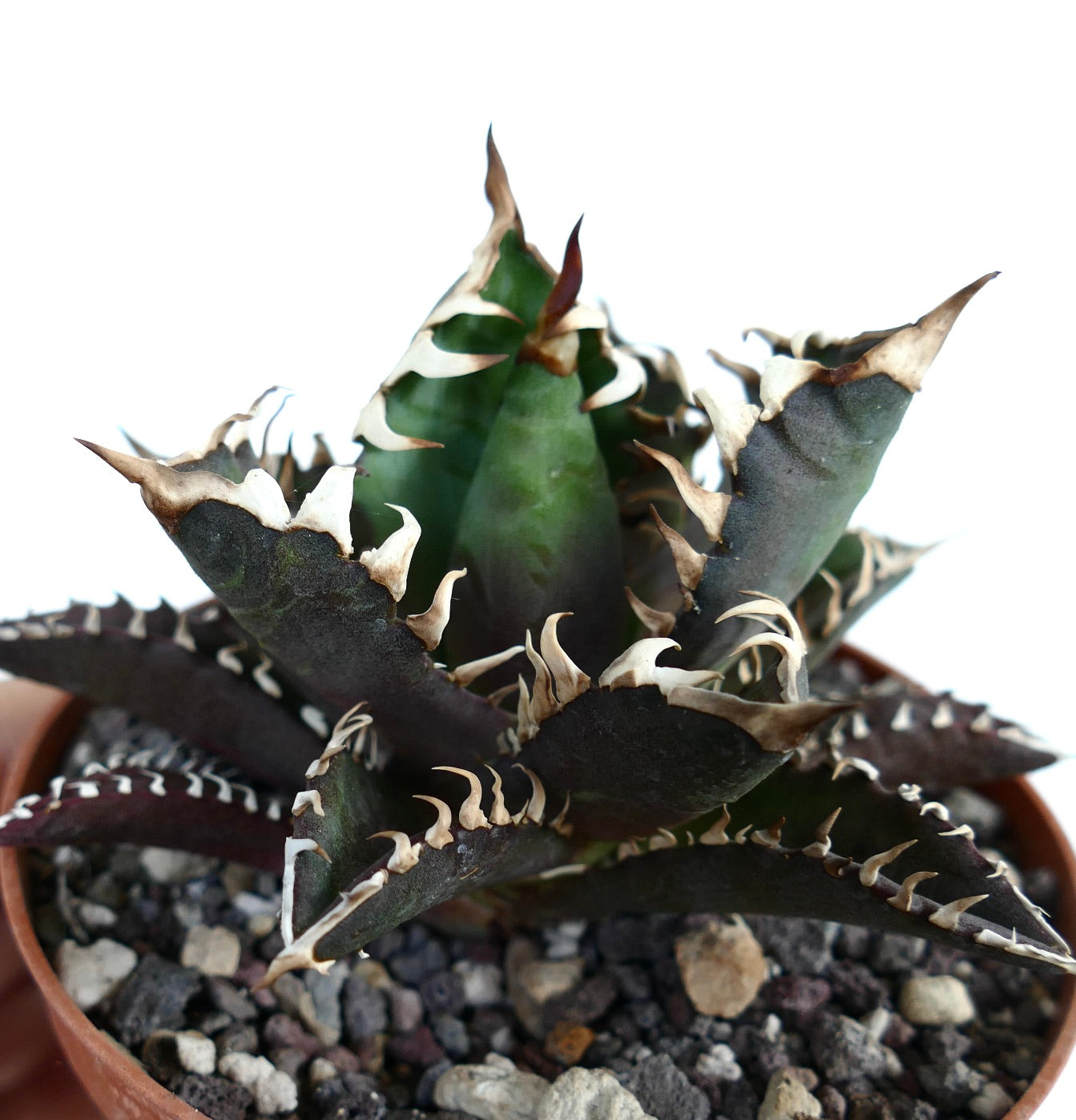 Agave titanota cv DARK KNIGHT (dark body & white spines)