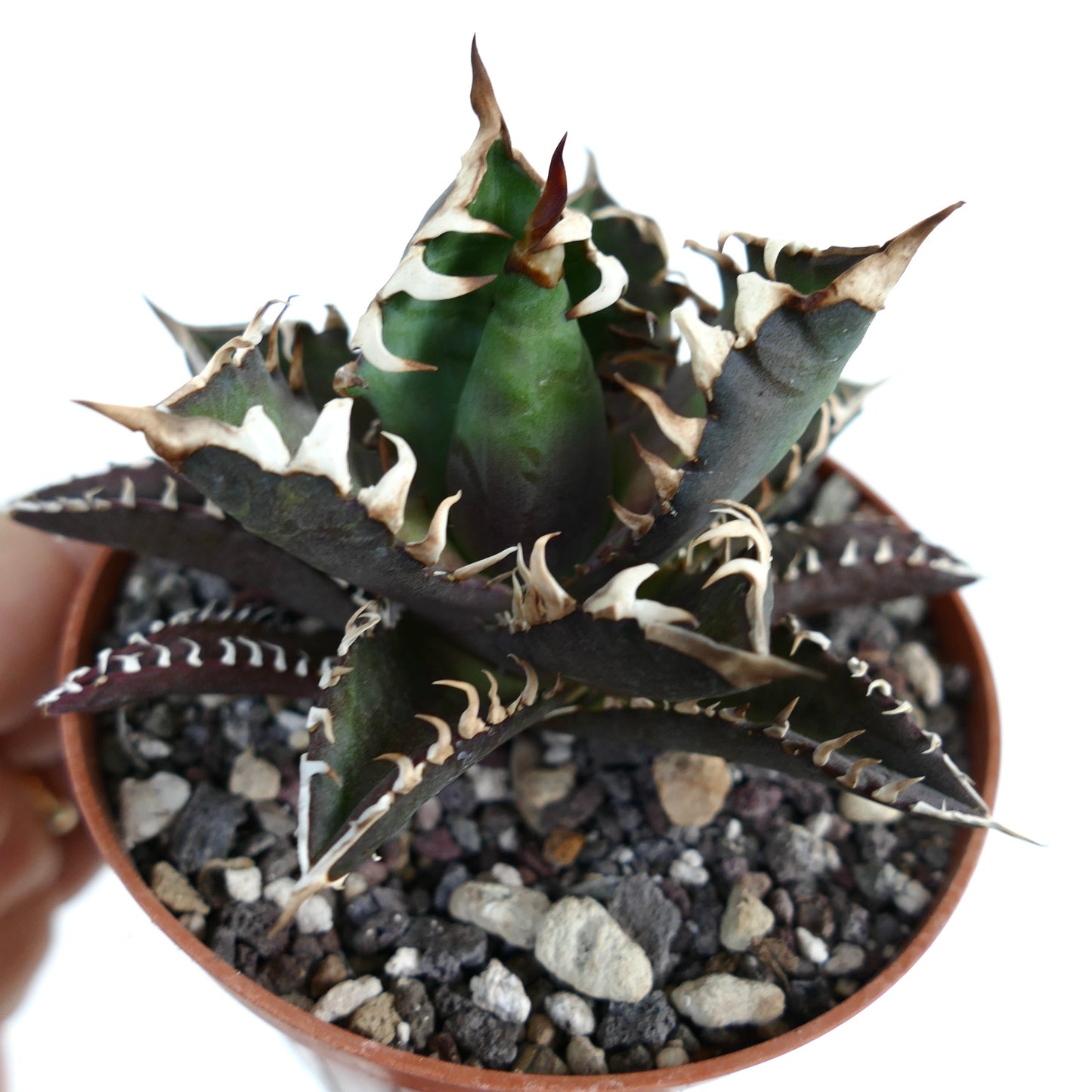 Agave titanota cv DARK KNIGHT (dark body & white spines)