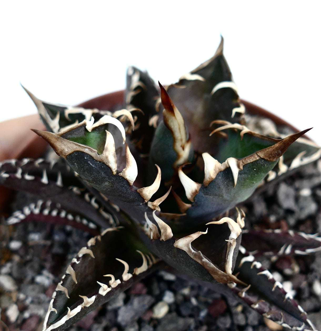 Agave titanota cv DARK KNIGHT (dark body & white spines)