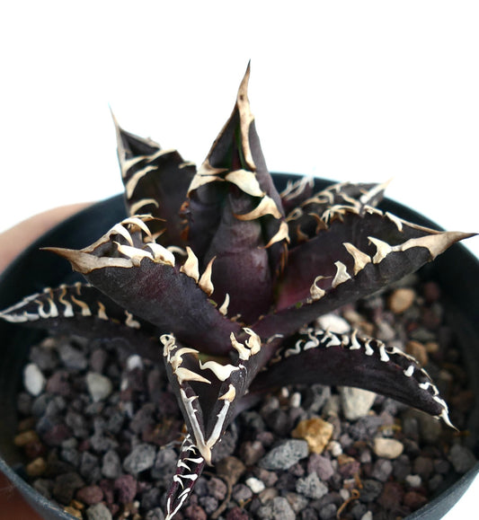 Agave titanota cv DARK KNIGHT (dark body & white spines)