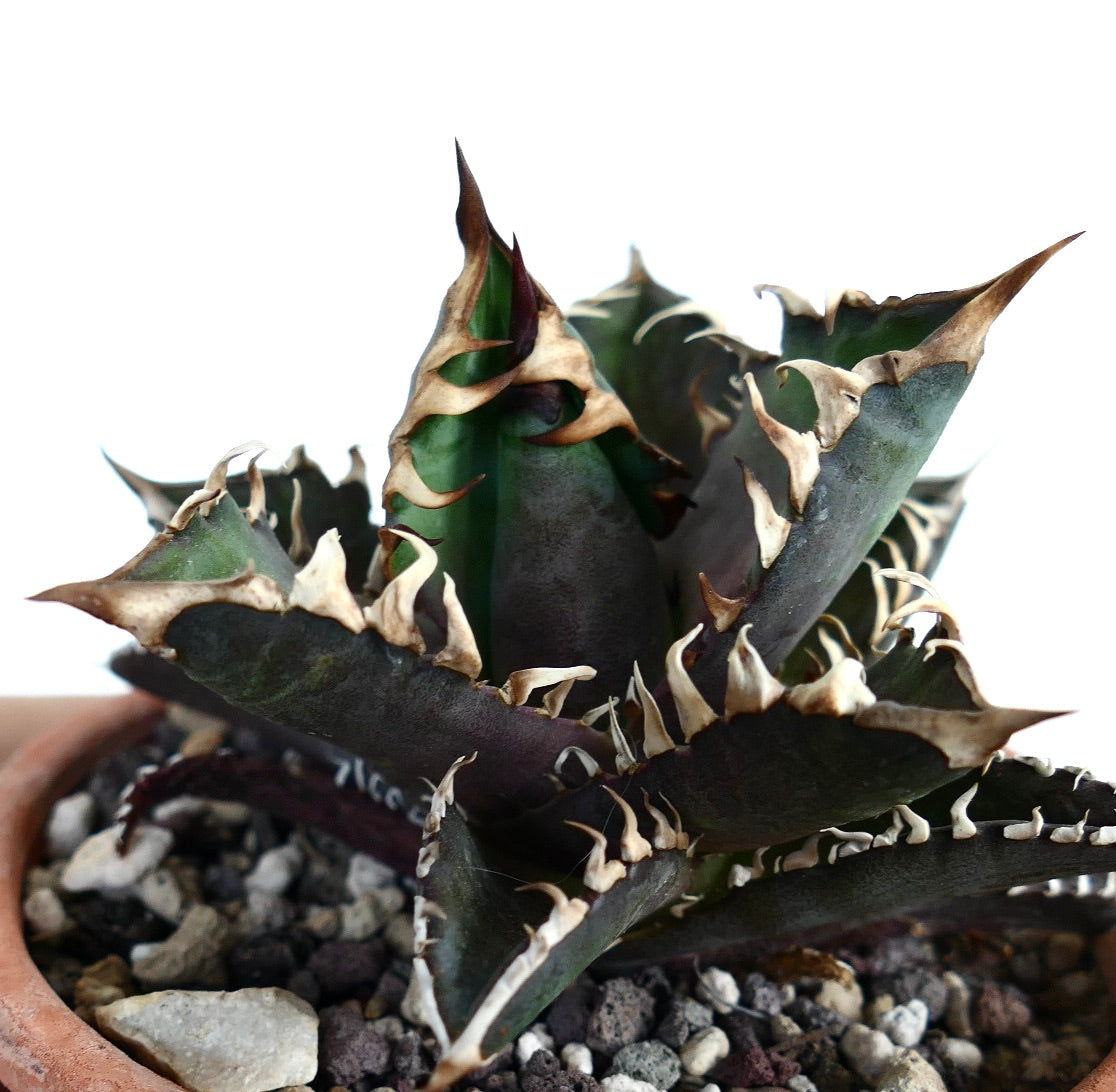 Agave titanota cv DARK KNIGHT (dark body & white spines)