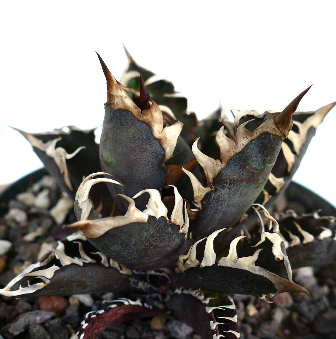 Agave titanota cv DARK KNIGHT (dark body & white spines)