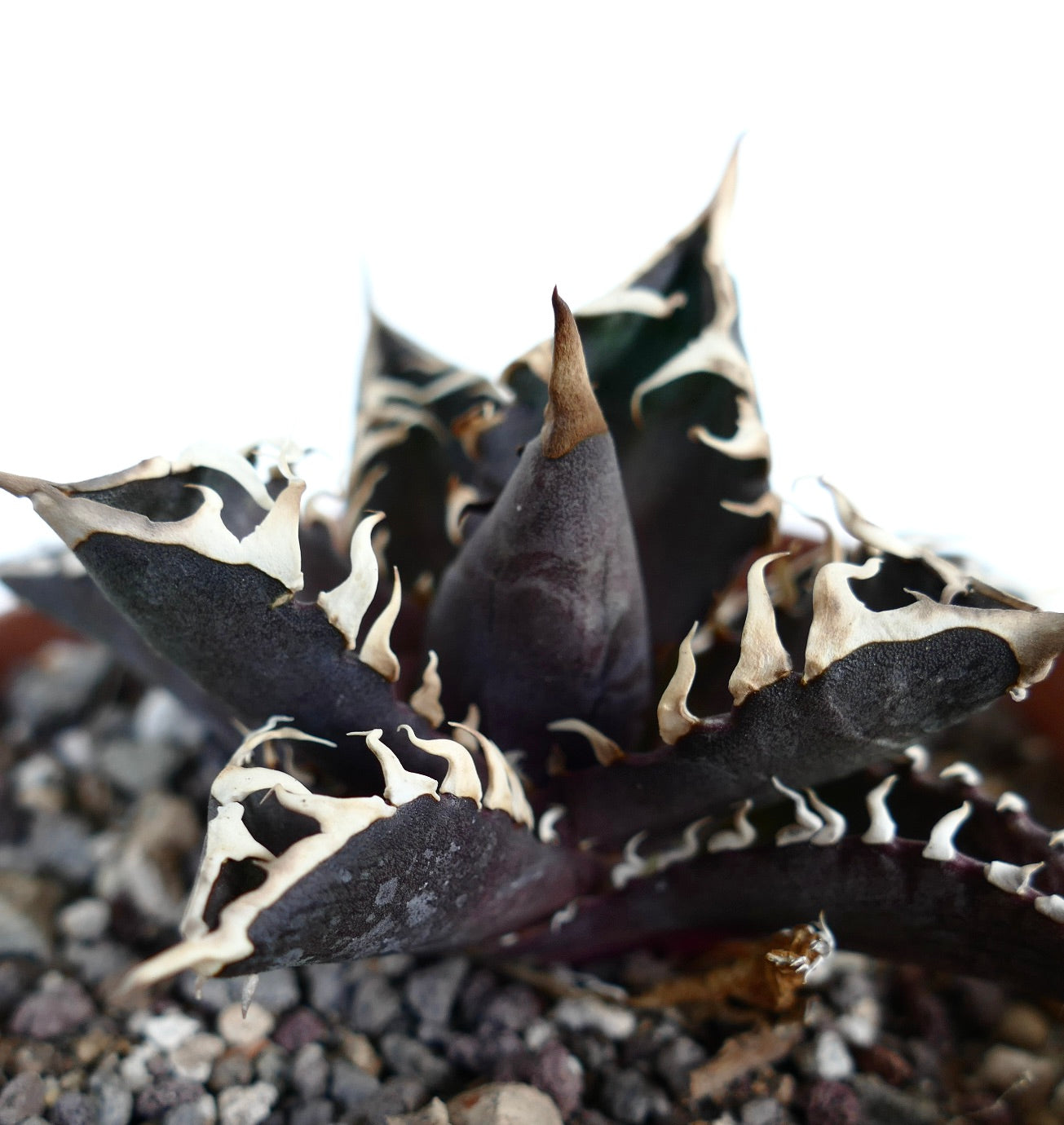 Agave titanota cv DARK KNIGHT (dark body & white spines)