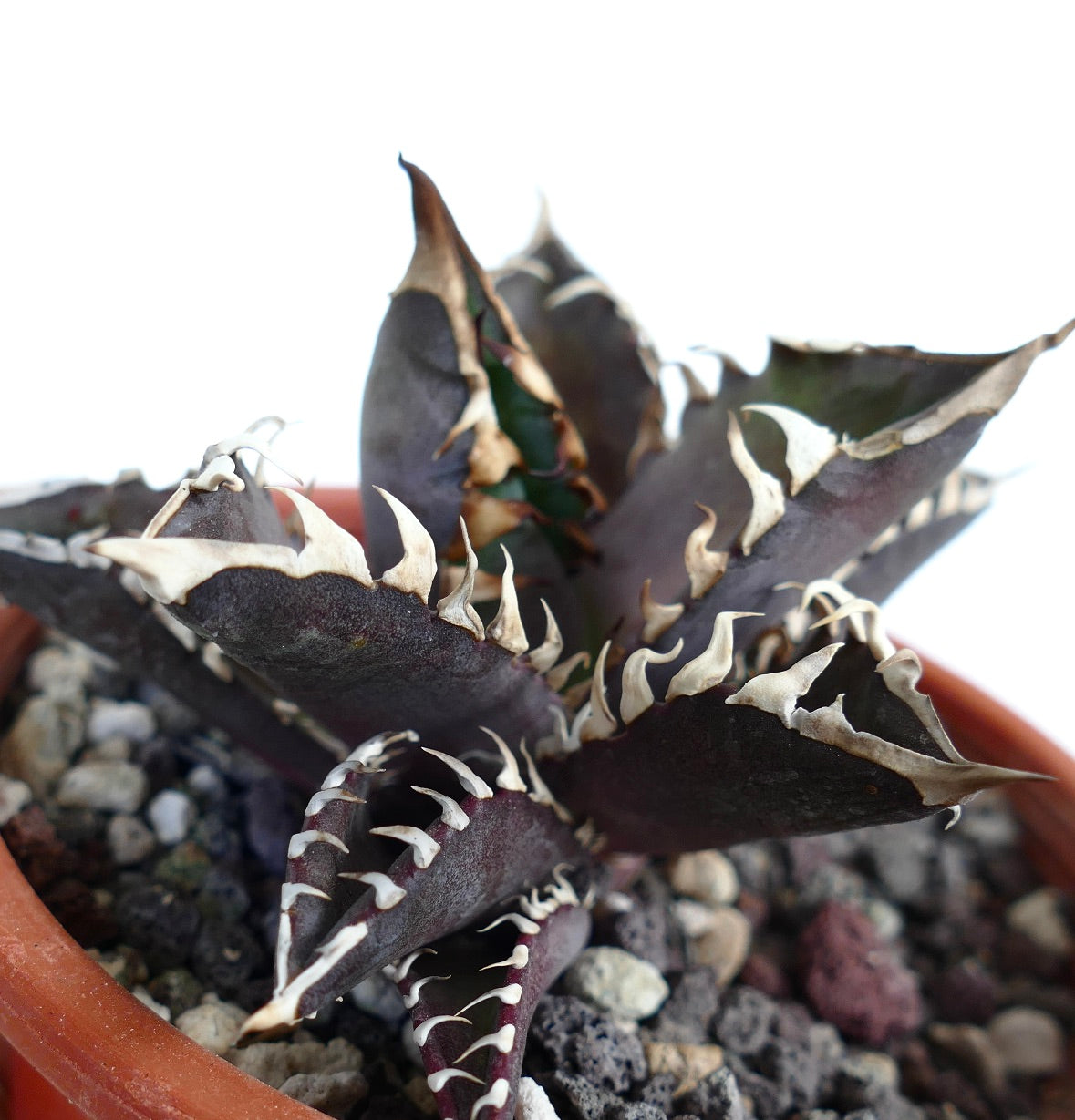 Agave titanota cv DARK KNIGHT (dark body & white spines)