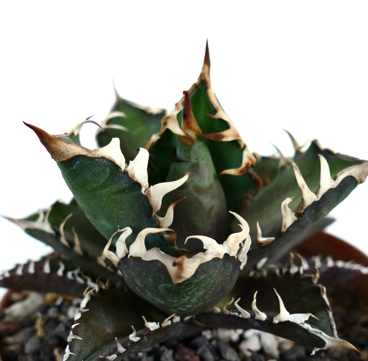 Agave titanota cv DARK KNIGHT (dark body & white spines)