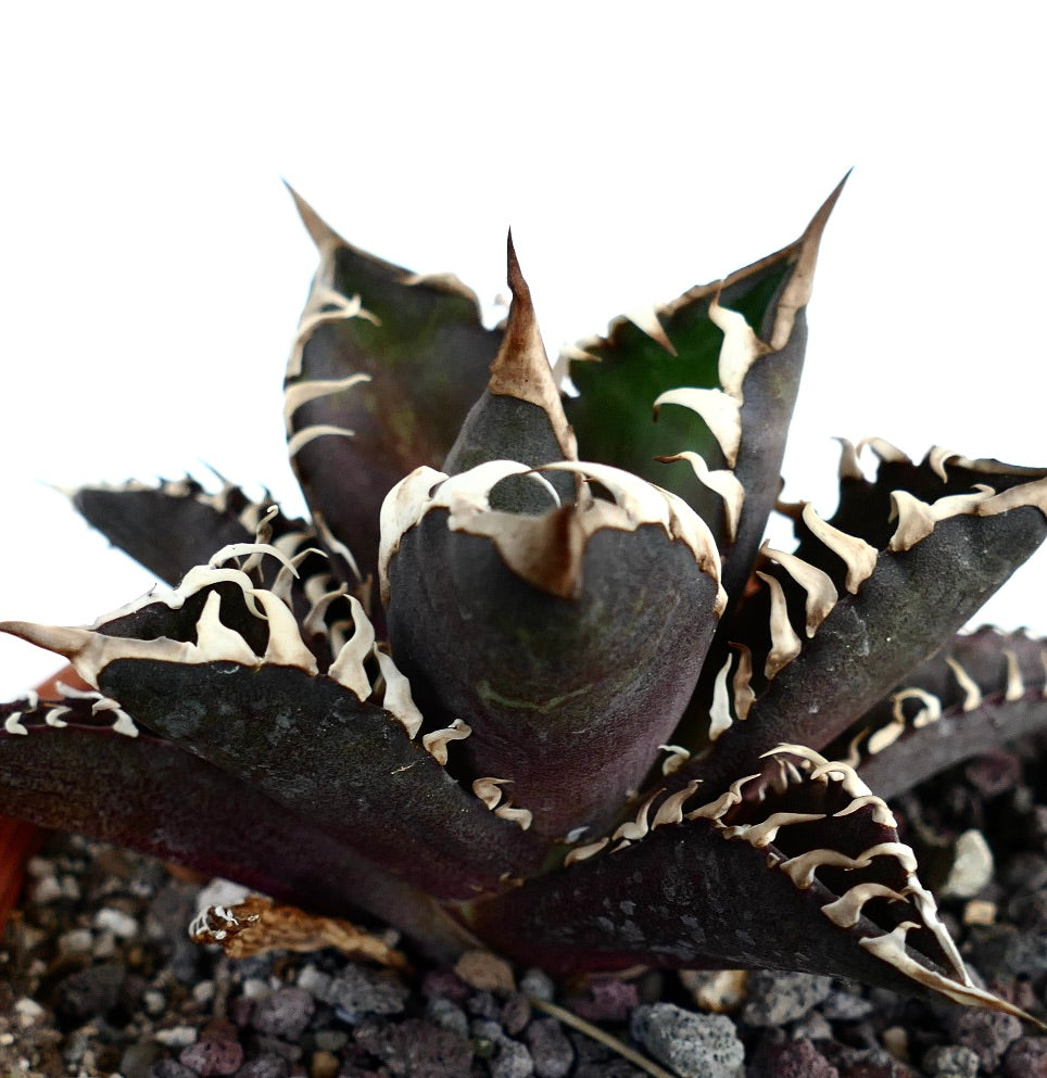 Agave titanota 