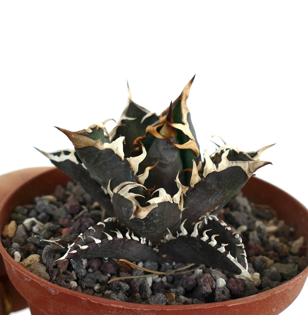 Agave titanota 