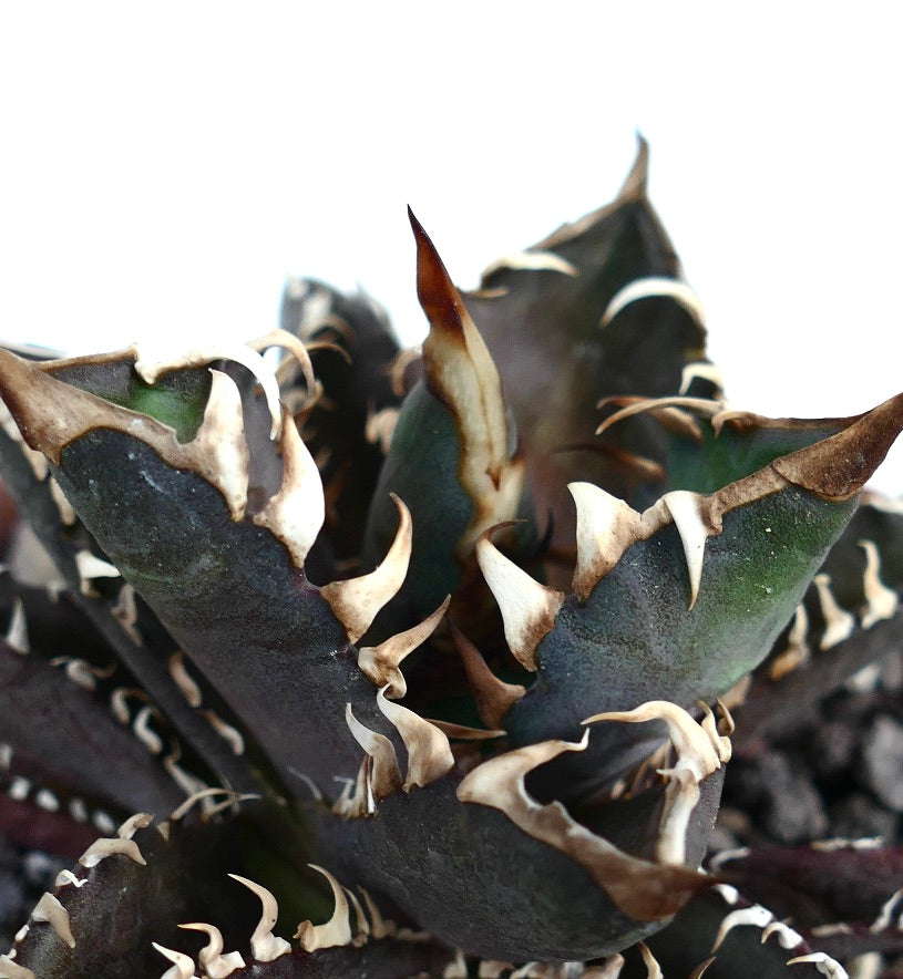 Agave titanota 